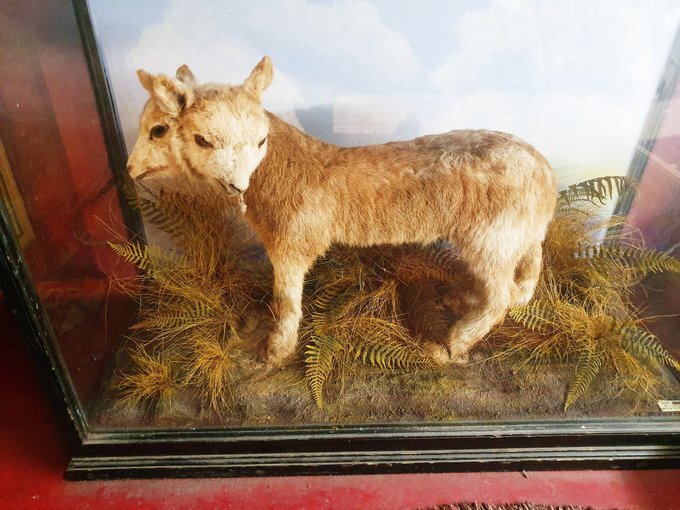 Exploring The Viktor Wynd Museum of Curiosities, London - two headed lamb