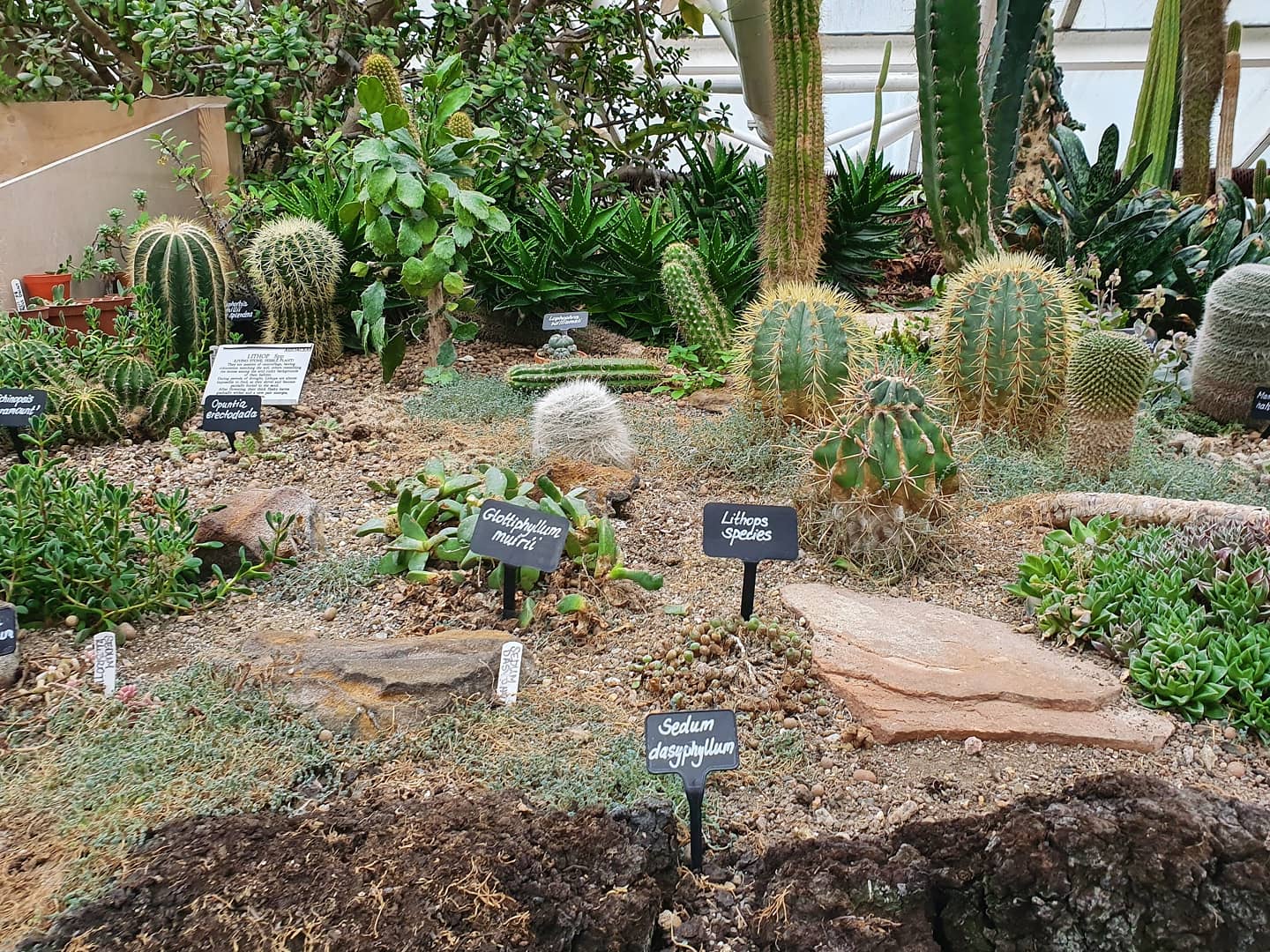 Taking a stroll through Barbican Conservatory - cacti